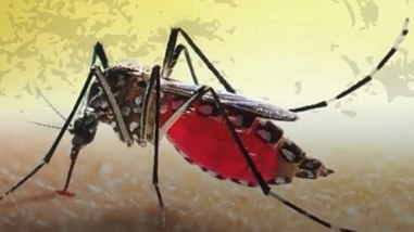 Brasil registra mais de 220 mil casos e 43 mortes por dengue no fim de semana – Notícias