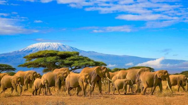 Quer visitar o Quênia? Veja tudo o que você precisa saber antes de ir para esse destino