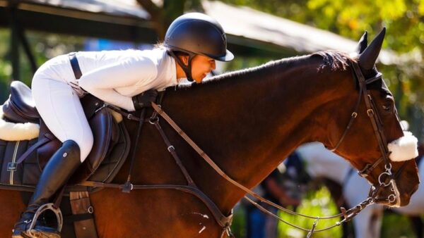 Proteção e Tranquilidade no Universo Equestre: O Valor do Seguro para Cavalos