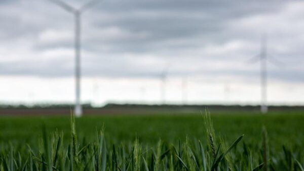 COP 29: Conheça 6 iniciativas de empresas brasileiras que reduzem a emissão de poluentes