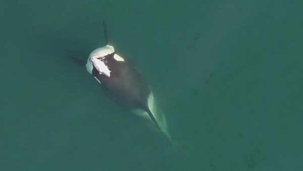 Orcas voltam a usar “chapéus de salmão“ em mares dos EUA