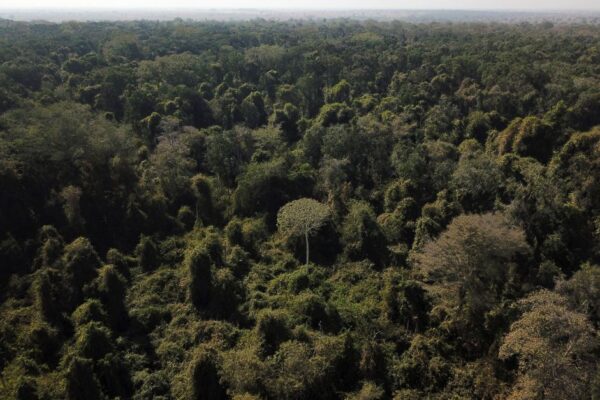 COP30 em Belém: entenda o papel do Brasil e da Amazônia na agenda climática